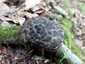 Pikkelyes tinóru (Strobilomyces strobilaceus), Zemplén